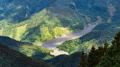 白天山上的绿树